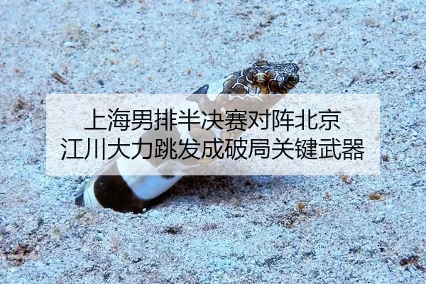 上海男排半决赛对阵北京 江川大力跳发成破局关键武器