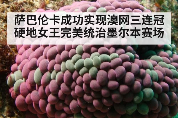 萨巴伦卡成功实现澳网三连冠硬地女王完美统治墨尔本赛场